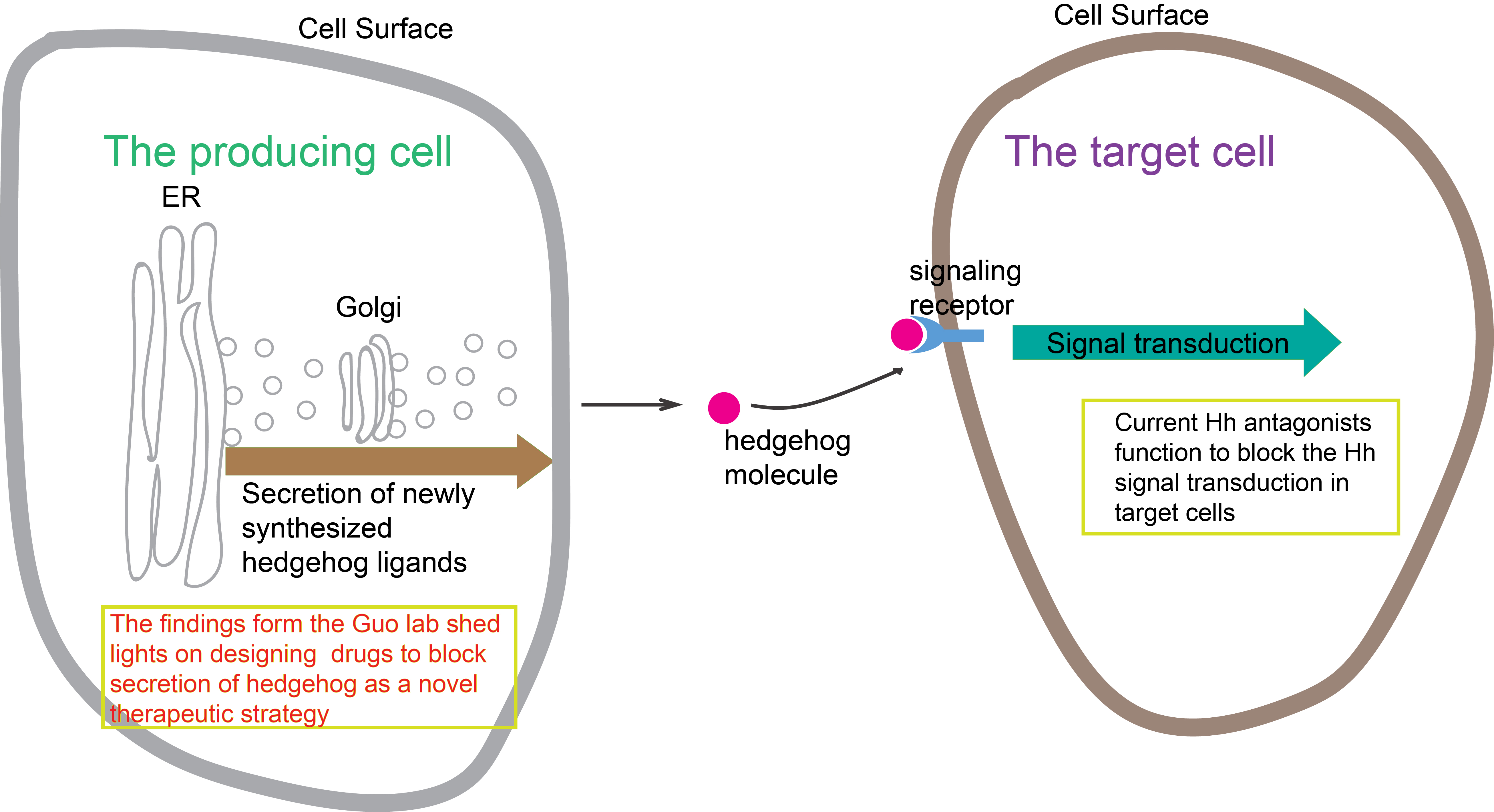 HKUSTled research reveals a novel molecular mechanism that regulates